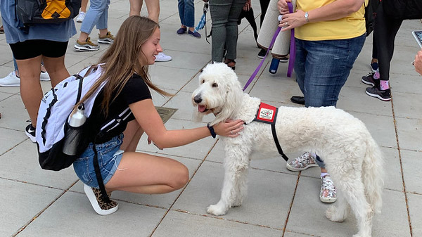 Student pets therapy dog